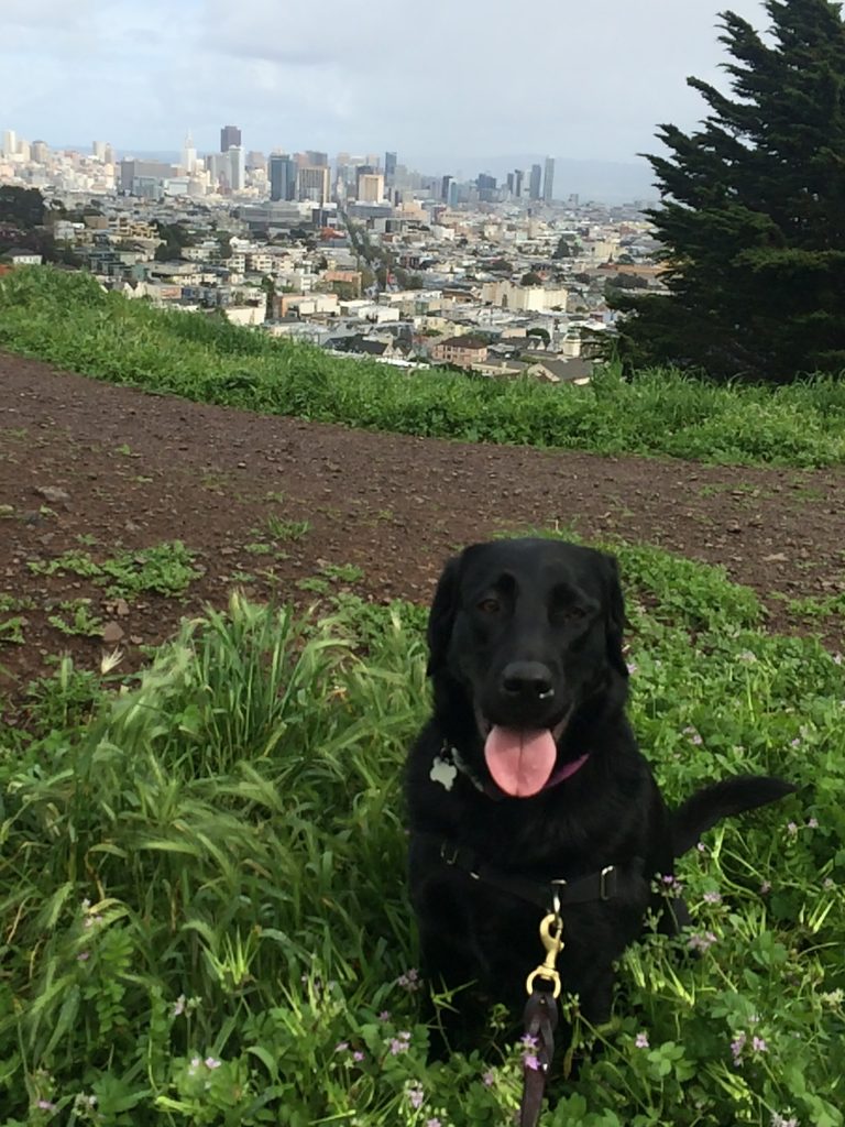 Missy enjoying a game of fetch near our home in San Francisco